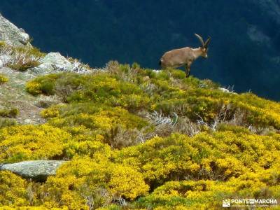 Cuerda Larga-Navacerrada a Morcuera-Sierra Guadarrama; senderistas madrid excursiones de senderismo